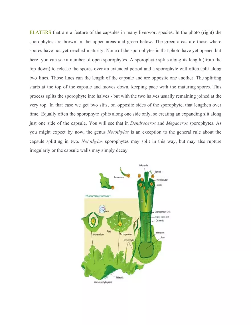 Lecture 4 Hornworts - Page 4