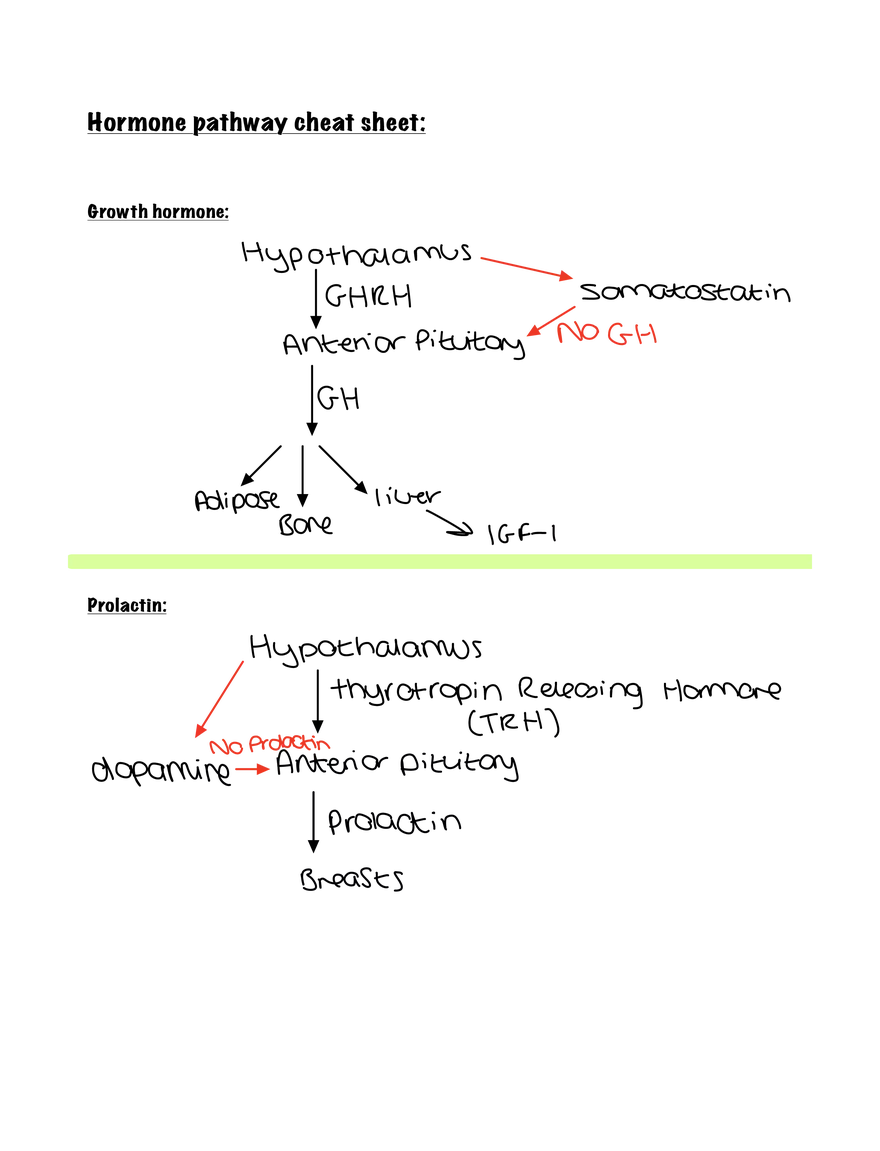 Hormone Pathway Cheat Sheet - Page 1