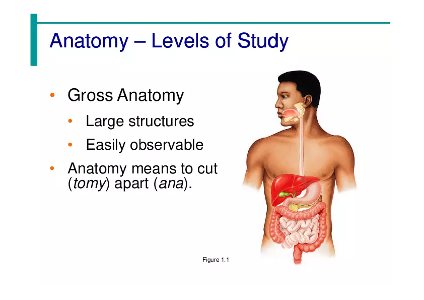 The Human Body - An Orientation - Page 3