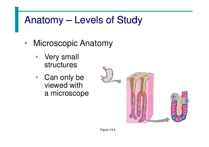 The Human Body - An Orientation - Page 4