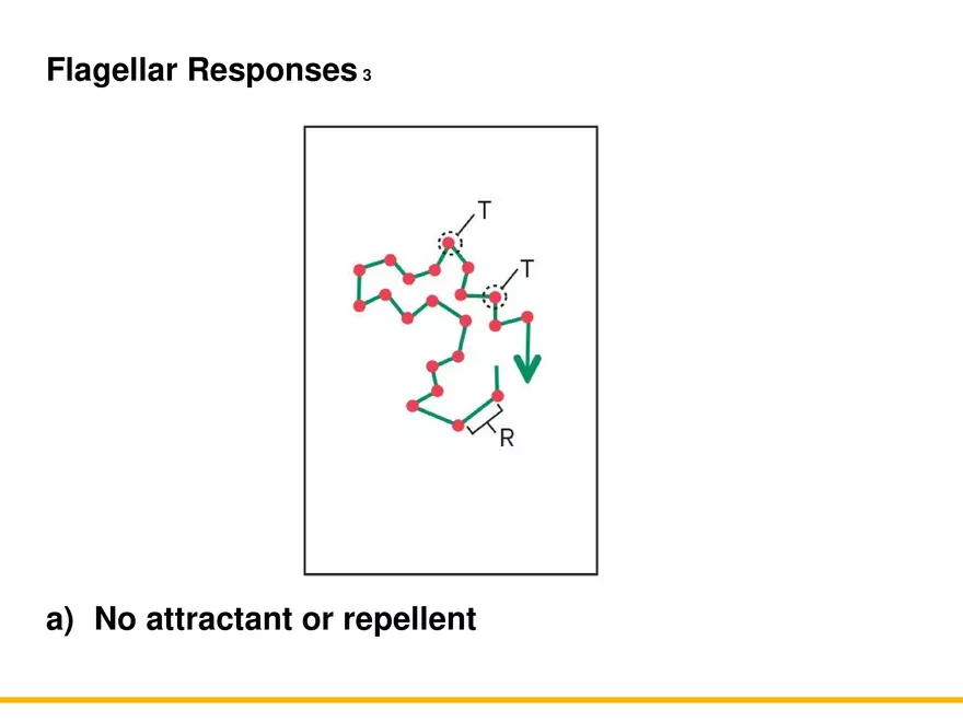 A Survey of Prokaryotic Cells and Microorganisms Lecture 2 - Page 7