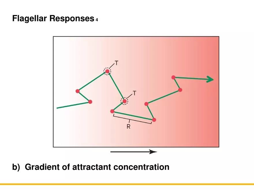 A Survey of Prokaryotic Cells and Microorganisms Lecture 2 - Page 8