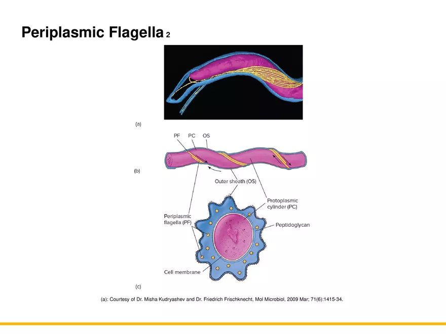 A Survey of Prokaryotic Cells and Microorganisms Lecture 2 - Page 10