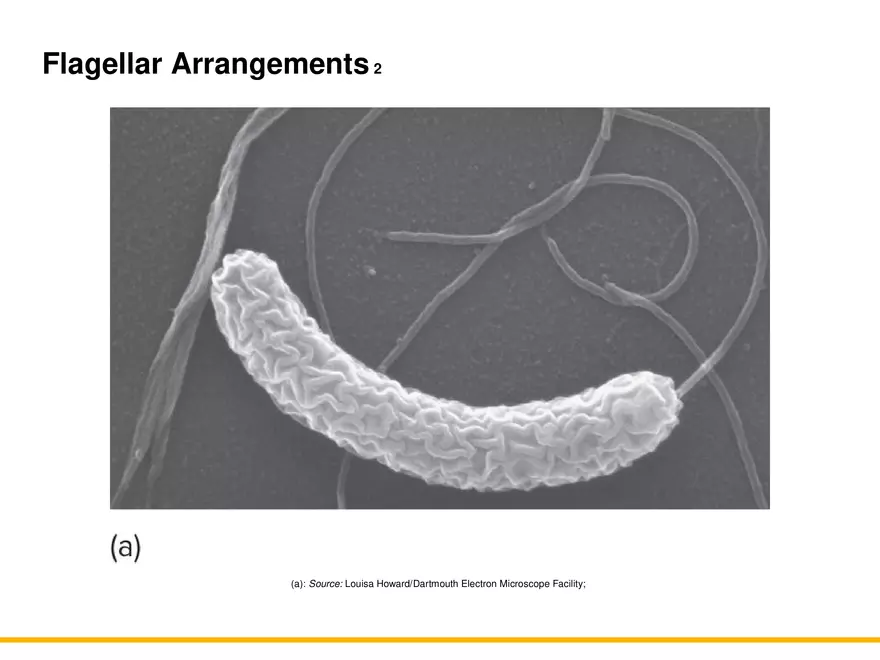 A Survey of Prokaryotic Cells and Microorganisms Lecture 2 - Page 1