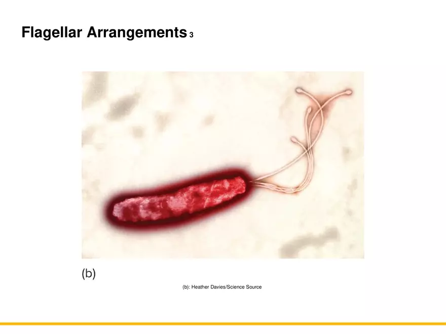 A Survey of Prokaryotic Cells and Microorganisms Lecture 2 - Page 2