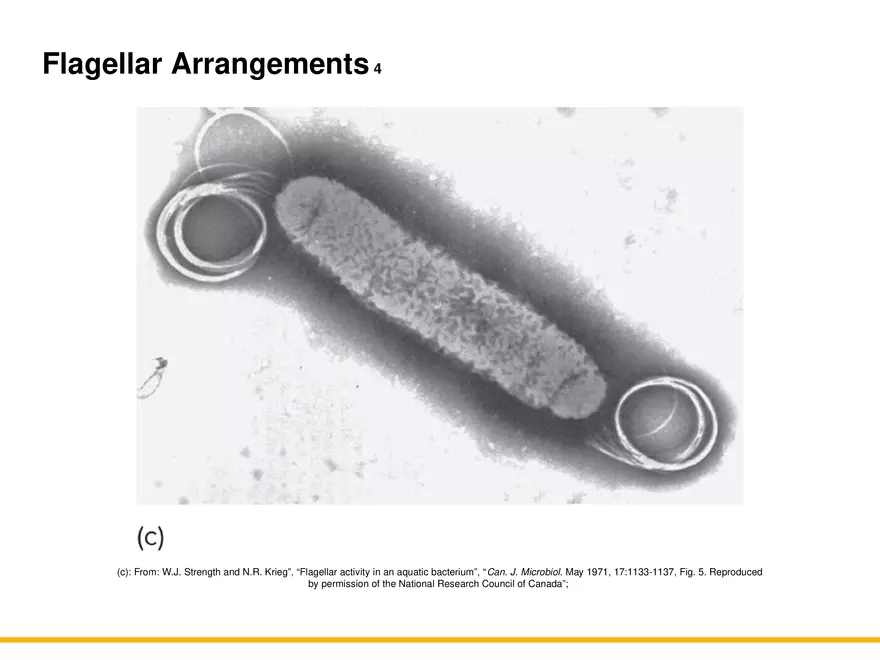 A Survey of Prokaryotic Cells and Microorganisms Lecture 2 - Page 3
