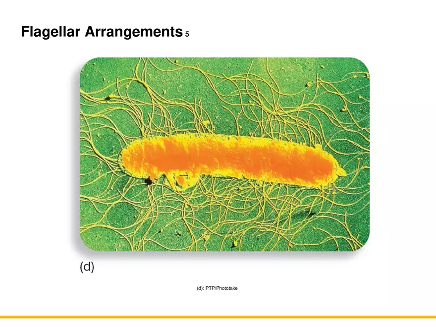A Survey of Prokaryotic Cells and Microorganisms Lecture 2 - Page 4