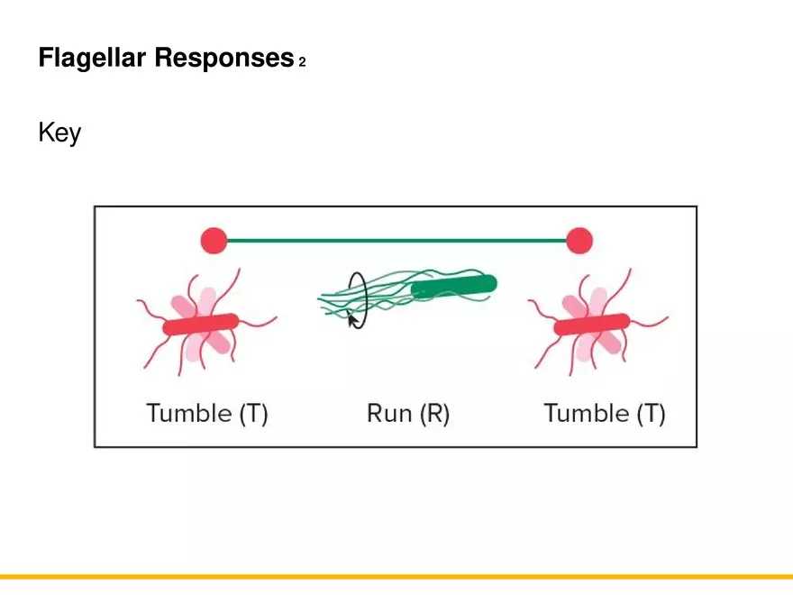 A Survey of Prokaryotic Cells and Microorganisms Lecture 2 - Page 6
