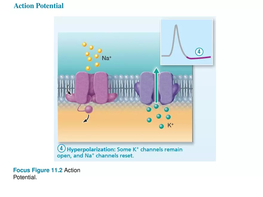 Fundamentals of the Nervous System and Nervous Tissue Lectrure 7 - Page 8