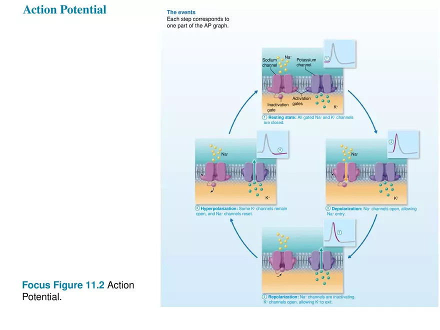 Fundamentals of the Nervous System and Nervous Tissue Lectrure 7 - Page 9