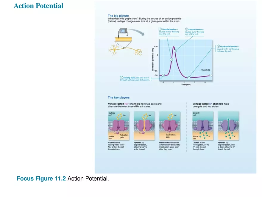 Fundamentals of the Nervous System and Nervous Tissue Lectrure 7 - Page 10