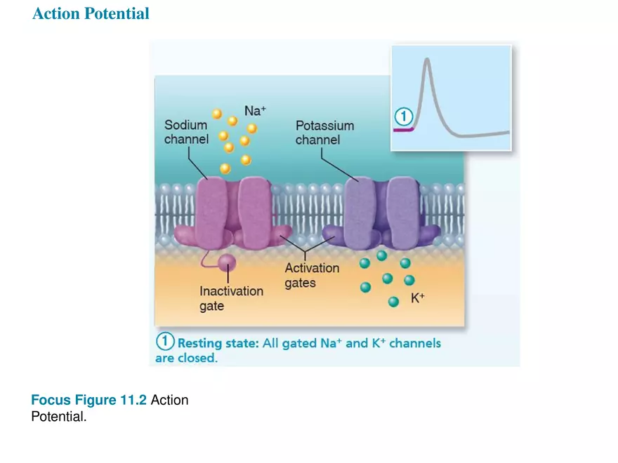 Fundamentals of the Nervous System and Nervous Tissue Lectrure 7 - Page 2