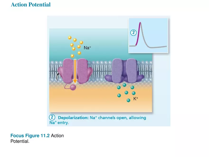 Fundamentals of the Nervous System and Nervous Tissue Lectrure 7 - Page 4