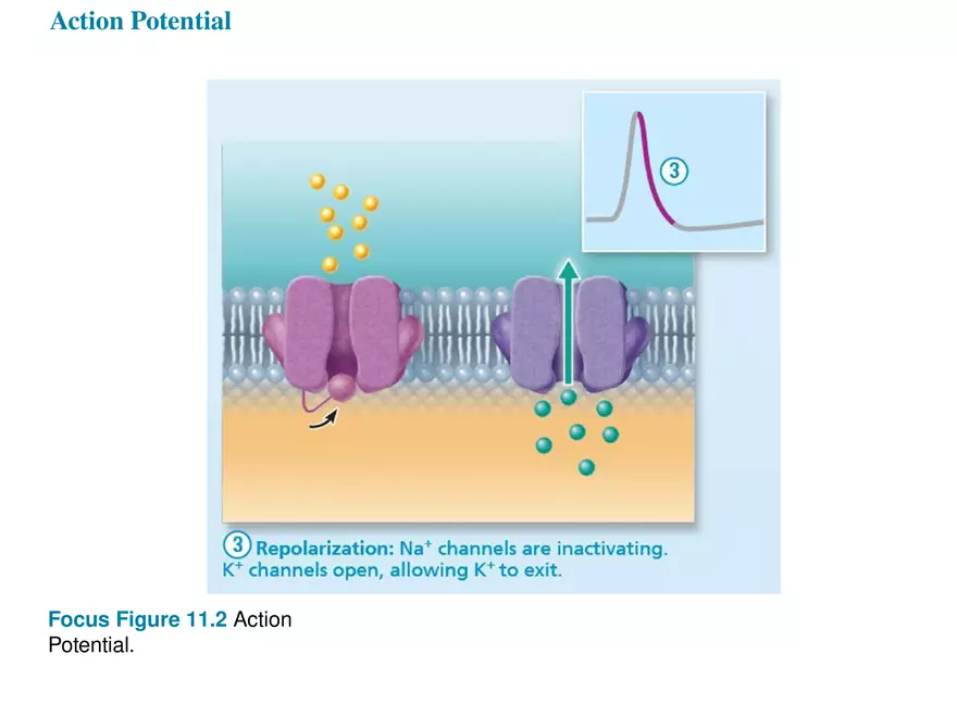 Fundamentals of the Nervous System and Nervous Tissue Lectrure 7 - Page 6