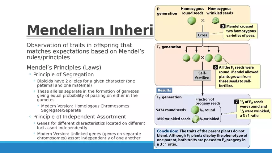Summary of Aneuploidies Part 4 - Page 8