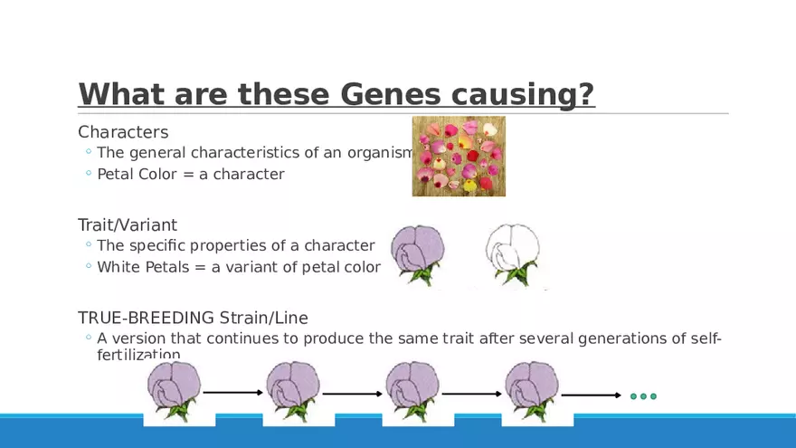 Summary of Aneuploidies Part 4 - Page 4