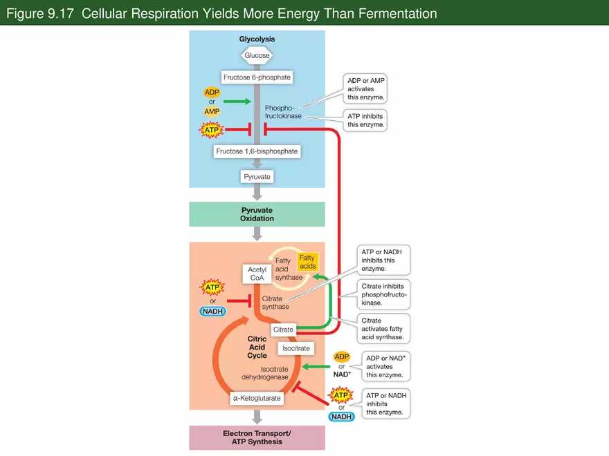 Pathways That Harvest Chemical Energy Lecture Part 5 - Page 7