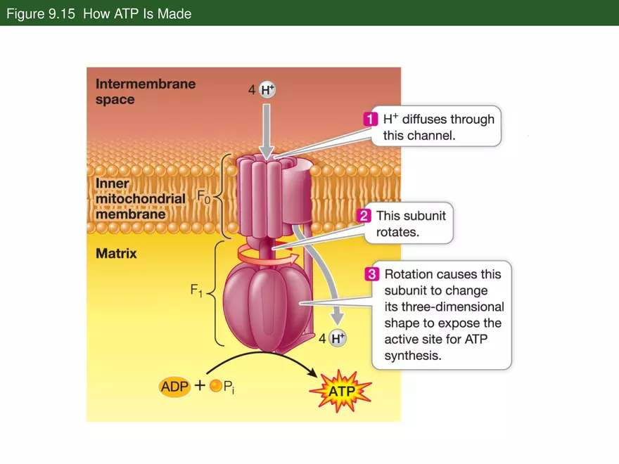 Pathways That Harvest Chemical Energy Lecture Part 5 - Page 11