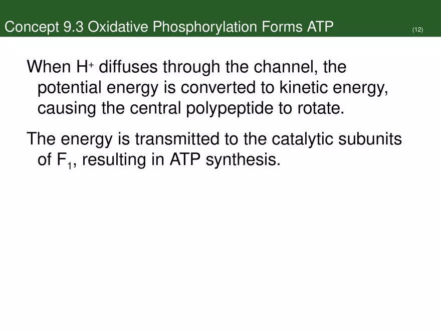 Pathways That Harvest Chemical Energy Lecture Part 5 - Page 12