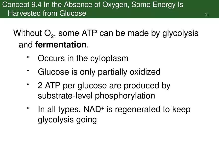 Pathways That Harvest Chemical Energy Lecture Part 5 - Page 14