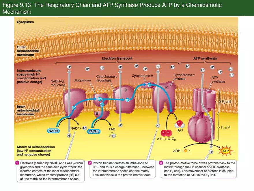 Pathways That Harvest Chemical Energy Lecture Part 5 - Page 1