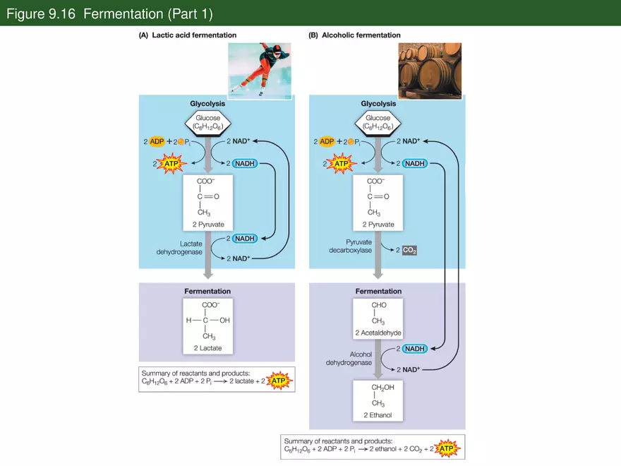 Pathways That Harvest Chemical Energy Lecture Part 5 - Page 3