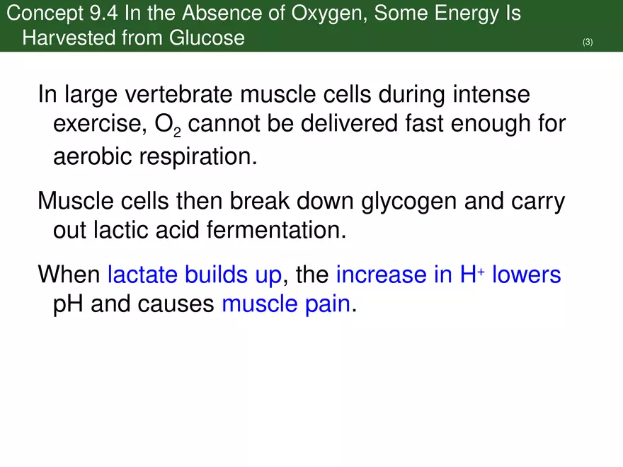 Pathways That Harvest Chemical Energy Lecture Part 5 - Page 4