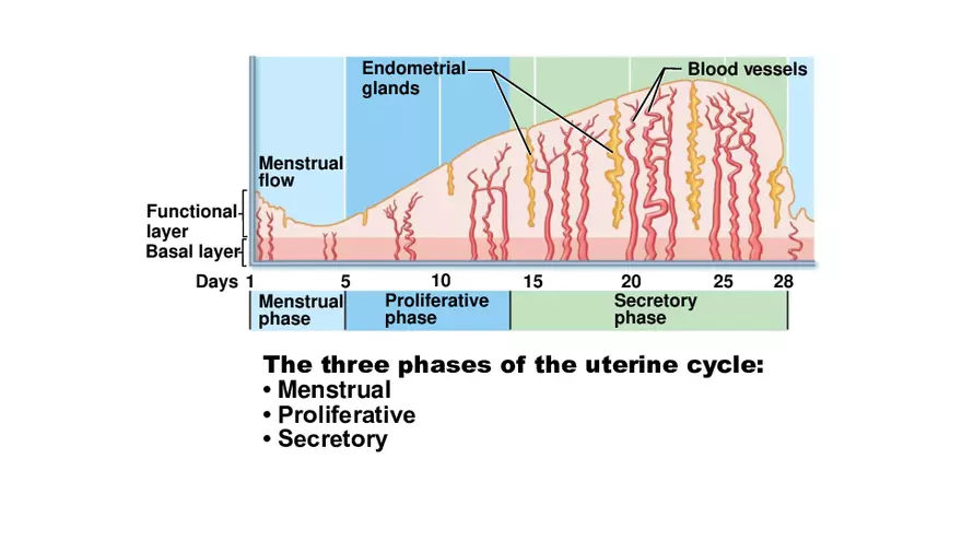 The Uterine (Menstrual) Cycle - Page 2