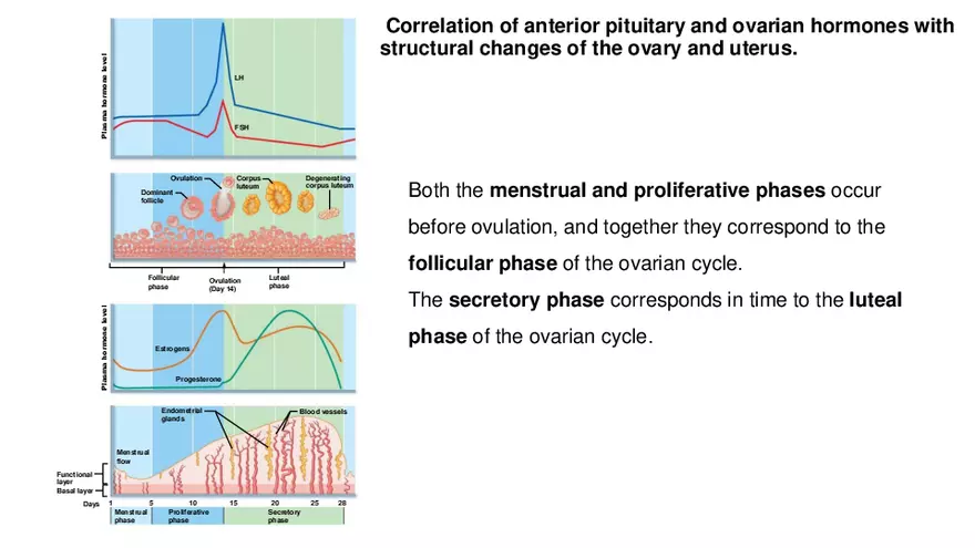 The Uterine (Menstrual) Cycle - Page 3