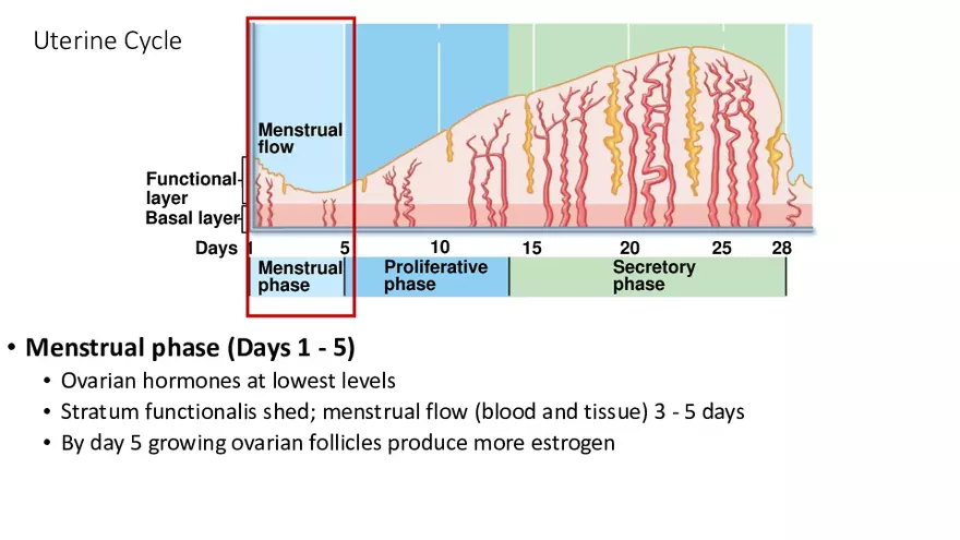 The Uterine (Menstrual) Cycle - Page 4