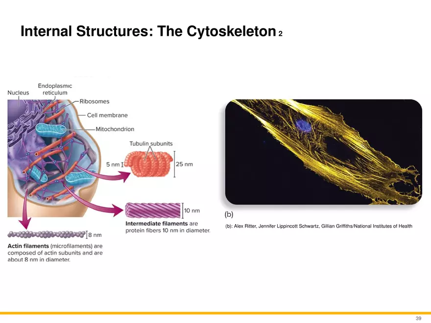 A Survey of Eukaryotic Cells and Microorganisms Part 4 - Page 8