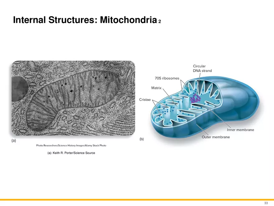 A Survey of Eukaryotic Cells and Microorganisms Part 4 - Page 2