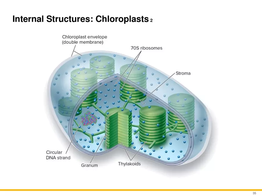 A Survey of Eukaryotic Cells and Microorganisms Part 4 - Page 4