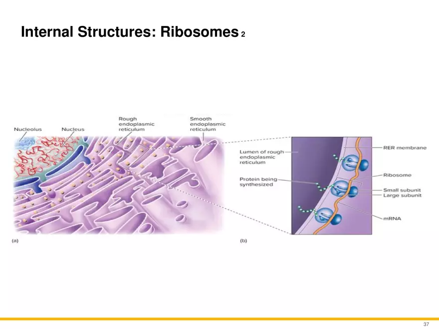 A Survey of Eukaryotic Cells and Microorganisms Part 4 - Page 6