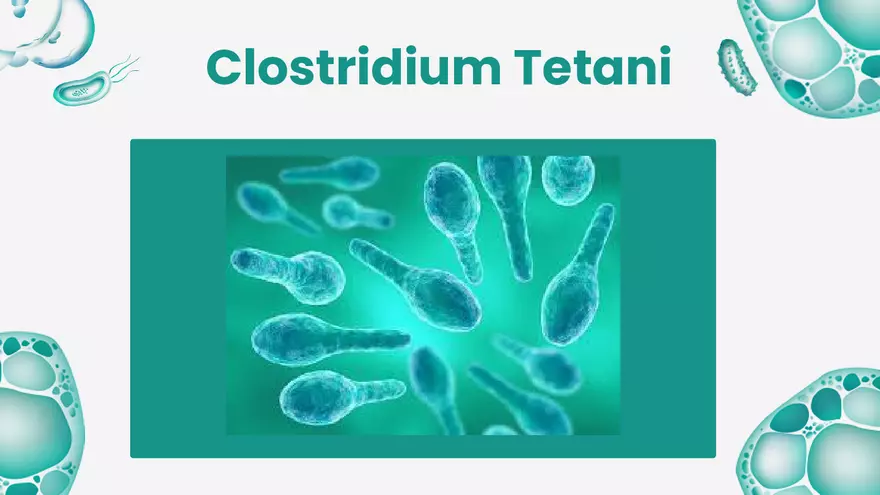 Tetanus Disease - Project Presentation - Page 5