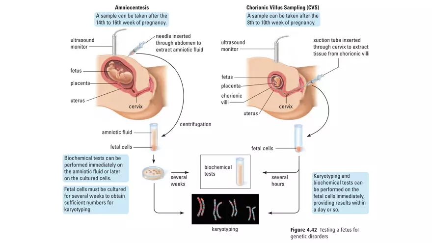 Alterations in Chromosome Number or Structure - Page 15