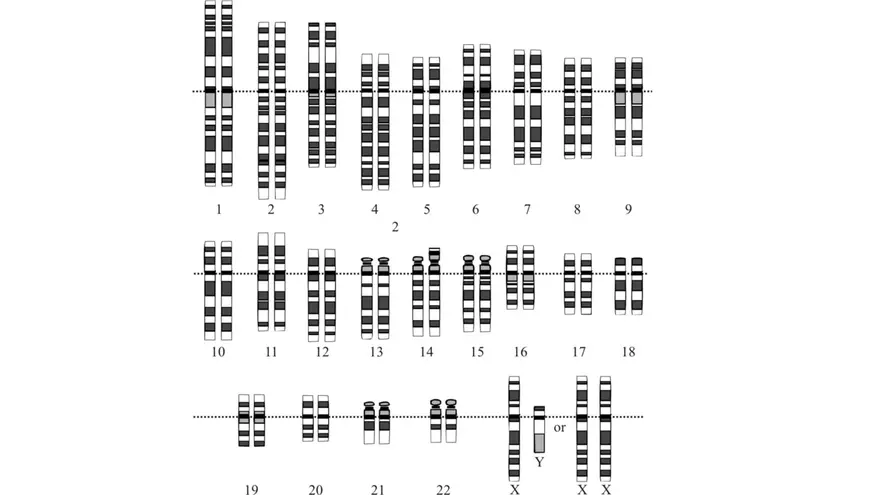 Alterations in Chromosome Number or Structure - Page 19