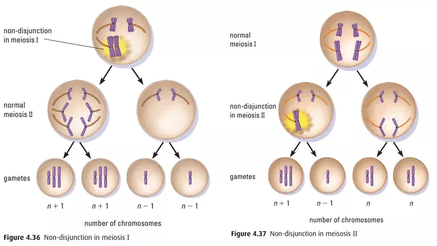 Alterations in Chromosome Number or Structure - Page 25