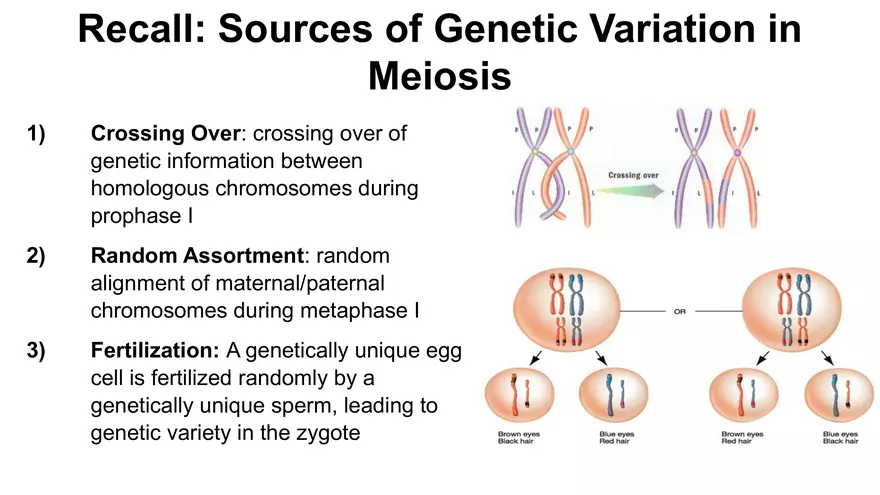 Alterations in Chromosome Number or Structure - Page 2