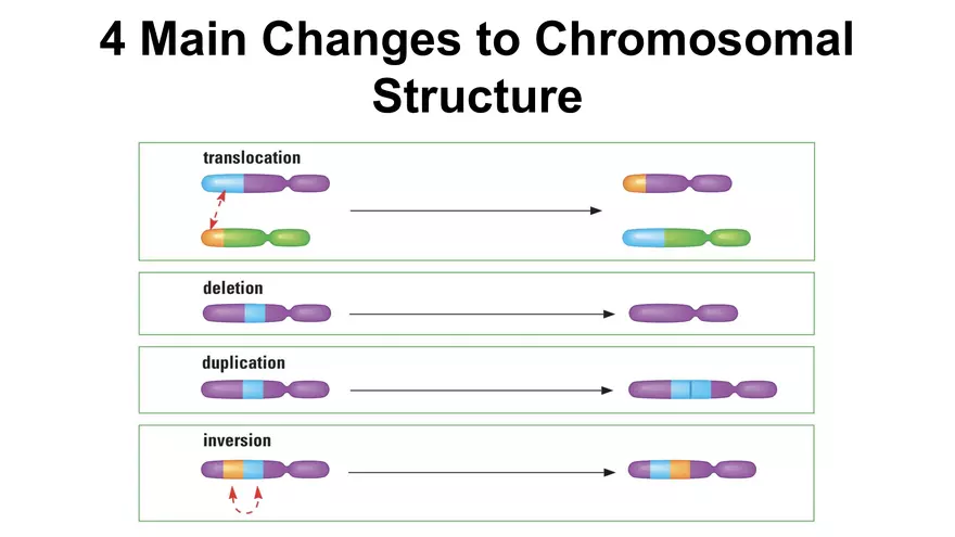 Alterations in Chromosome Number or Structure - Page 4