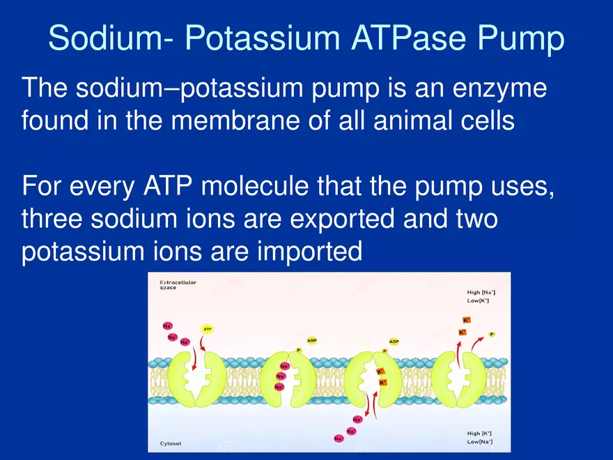 Cellular Transport Lecture (Osmosis) Part 2 - Page 7