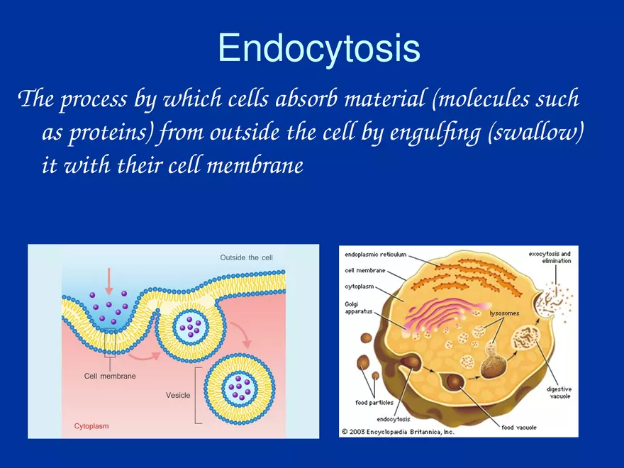 Cellular Transport Lecture (Osmosis) Part 2 - Page 9