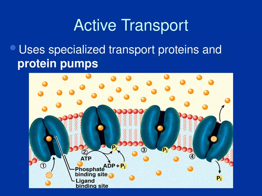 Cellular Transport Lecture (Osmosis) Part 2 - Page 5