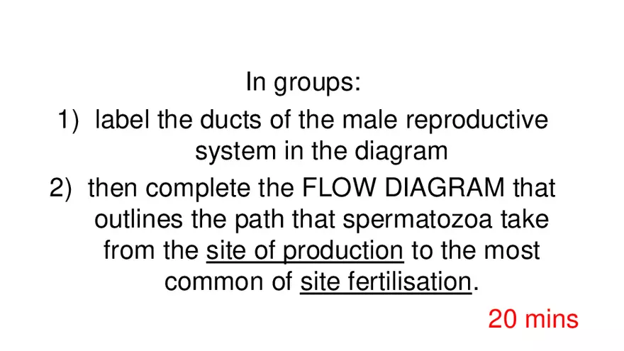 Male Reproductive System - Page 2