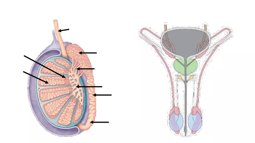 Male Reproductive System - Page 3