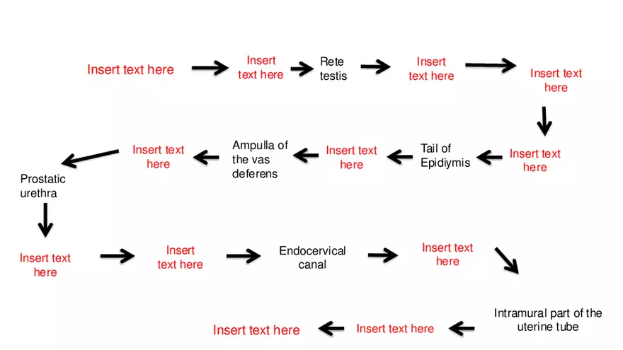 Male Reproductive System - Page 4