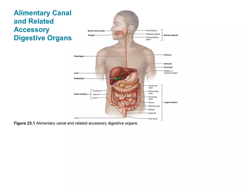 Overview of the Digestive System - Page 2