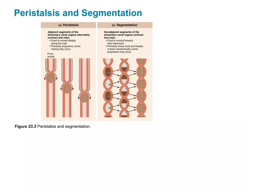 Overview of the Digestive System - Page 4