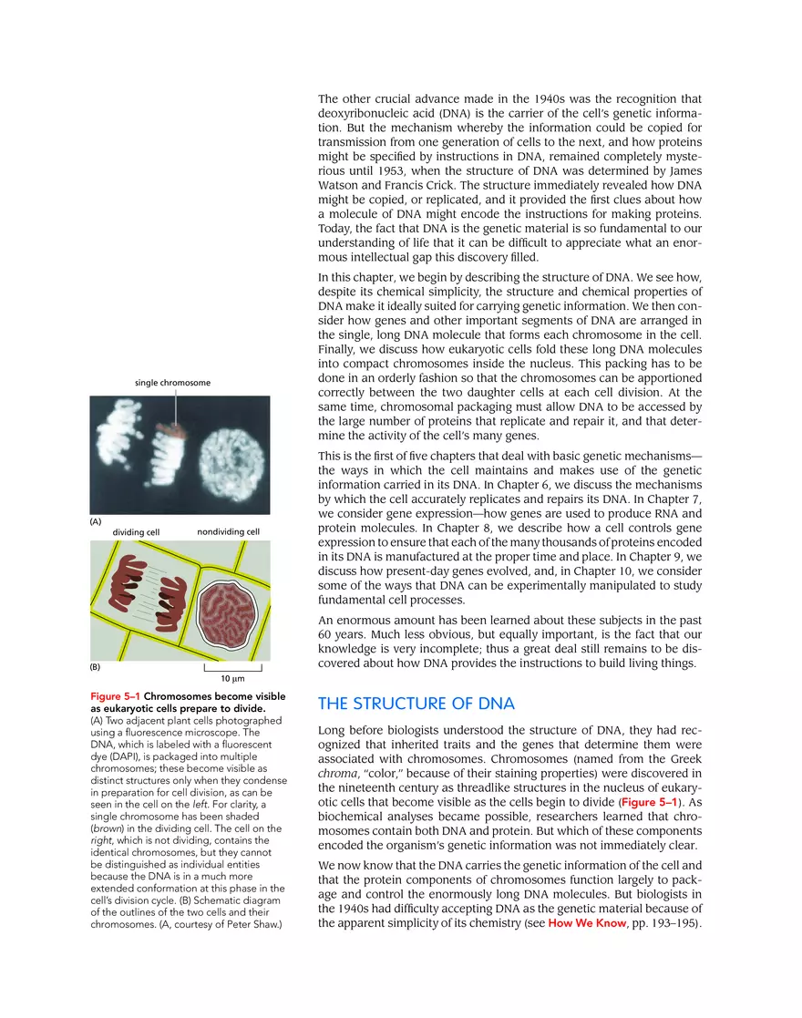 DNA and Chromosomes - Page 2
