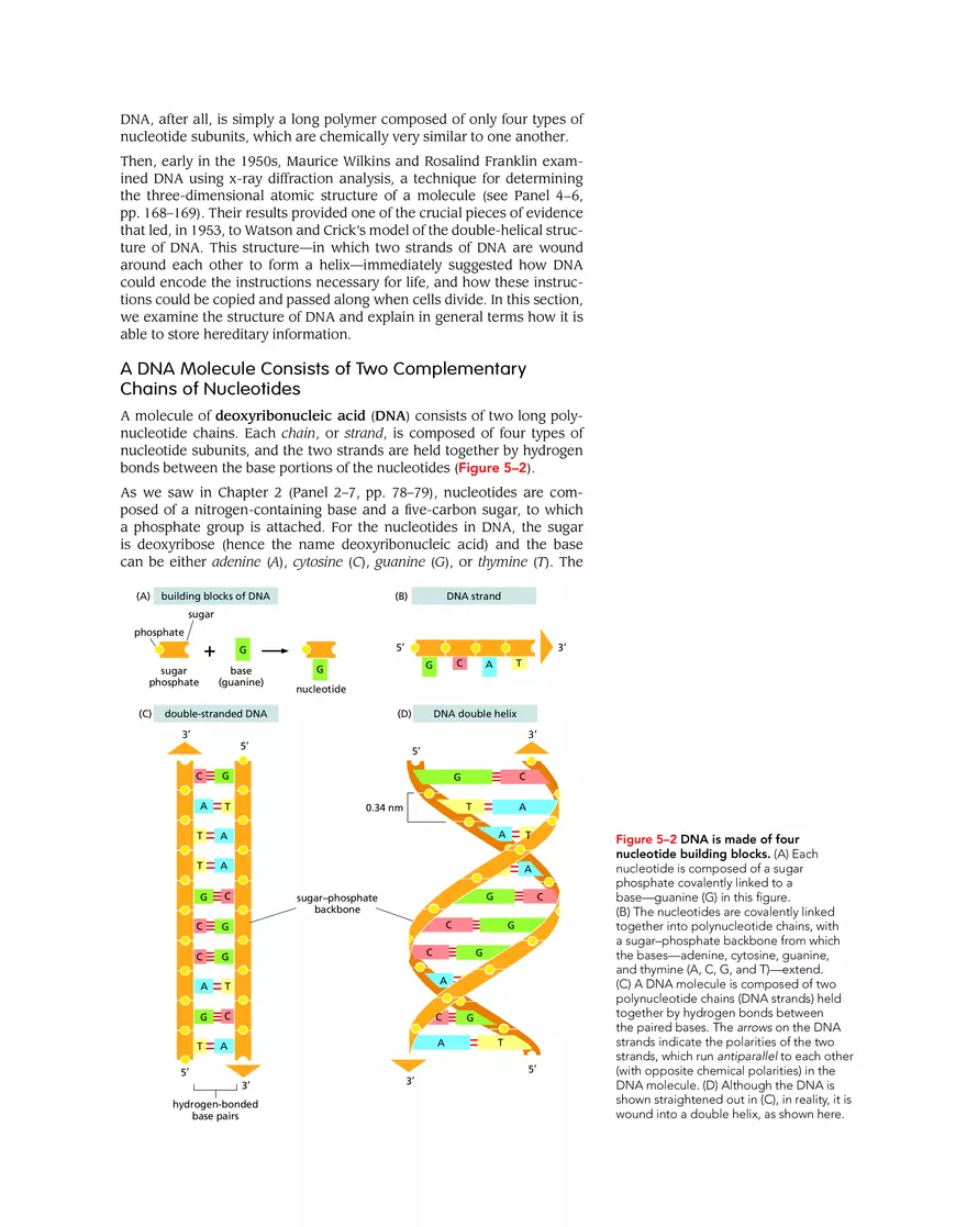 DNA and Chromosomes - Page 3